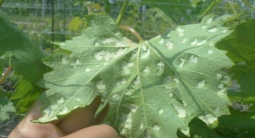 Proč se na listech révy objevuje bílý květ, účinná kontrolní opatření a jak zacházet